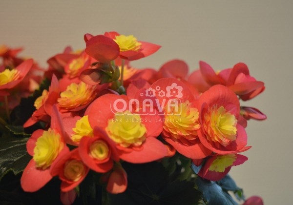 Begonia Valentino kolekcija Valentino Pink