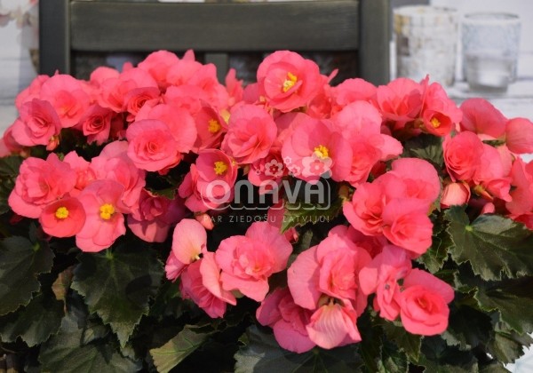 Begonia Adonia Pink