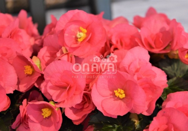 Begonia Adonia Pink