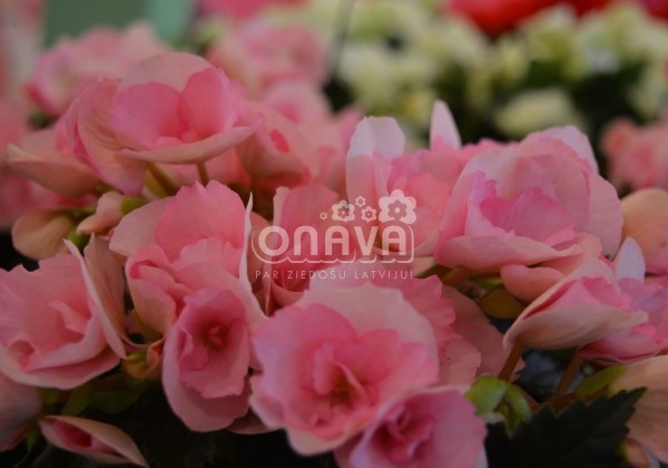 Begonia Adonia Light Pink