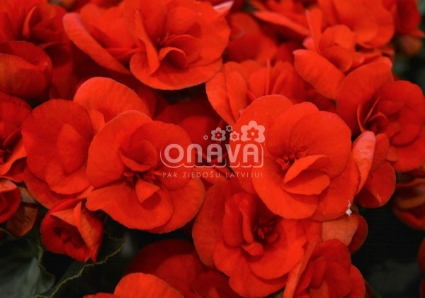 Begonia Sweeties kolekcija Sweeties Red