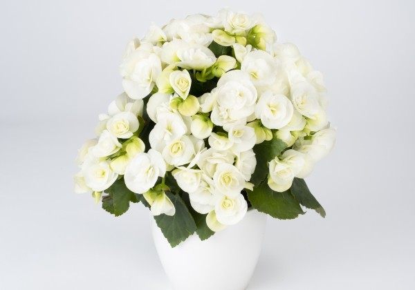 Begonia Rilonas kolekcija Riley