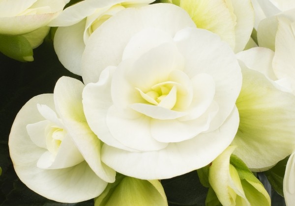 Begonia Rilonas kolekcija Riley