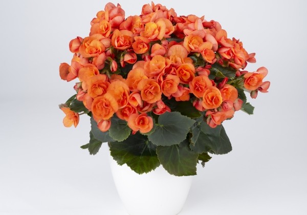 Begonia Sweeties kolekcija Sweeties Orange