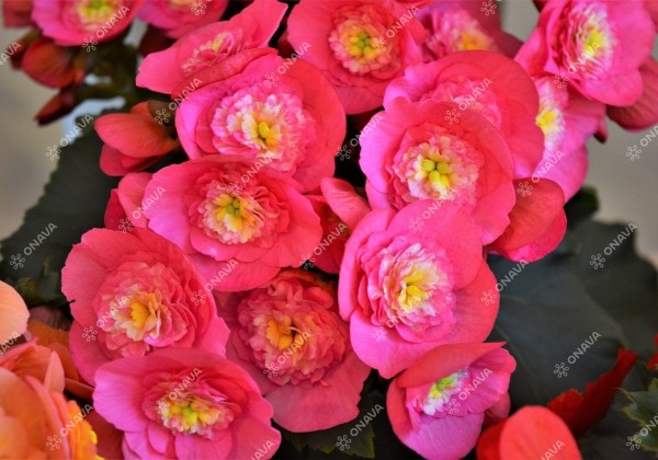 Begonia Belove kolekcija Belove Rose Imp