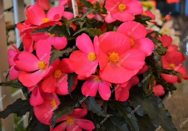 Begonia Florencio kolekcija Florencio Hot Pink