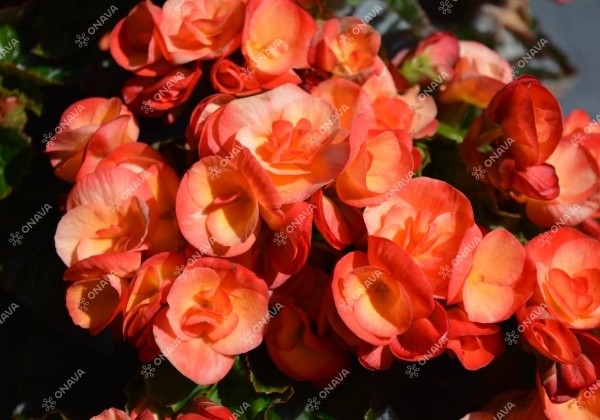 Begonia Rilonas kolekcija Rana