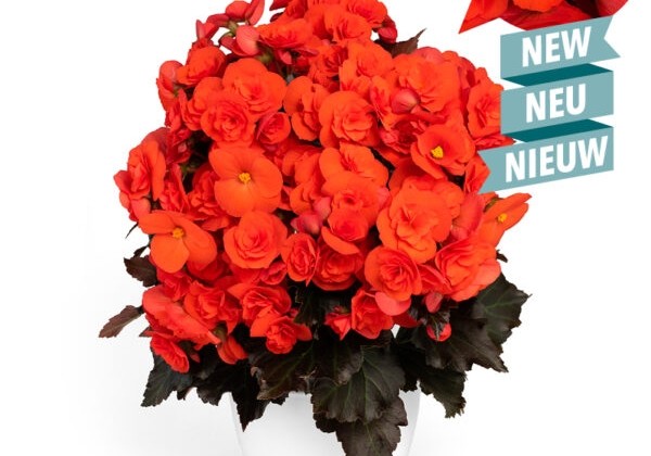 Begonia Mocca Orange