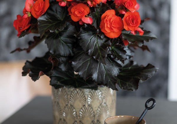Begonia Mocca Orange