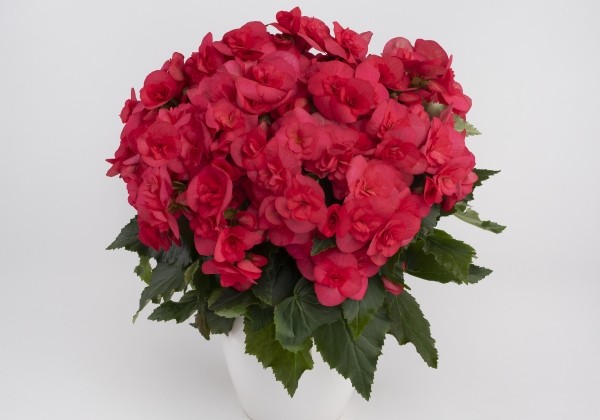 Begonia NextGen kolekcija Hanna