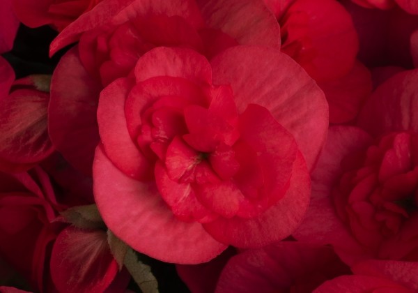 Begonia NextGen kolekcija Hanna