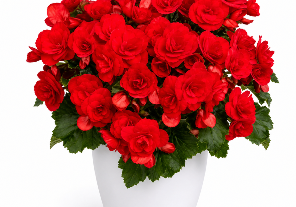 Begonia NextGen kolekcija Belladonna