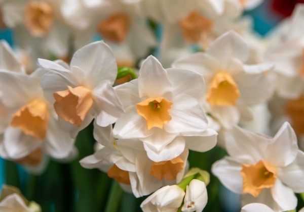 Narcissus tazetta Kapiti Peach 12/14