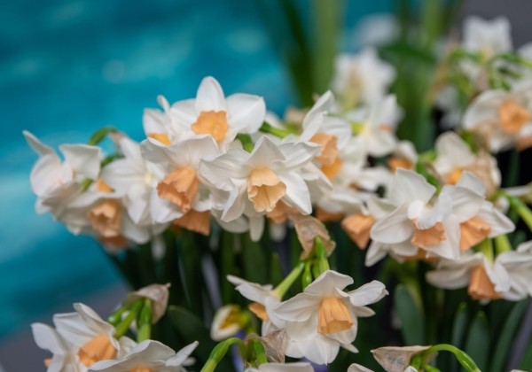 Narcissus tazetta Kapiti Peach 12/14