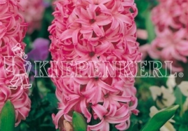 Hyacinthus orientalis Pink Pearl 17/18