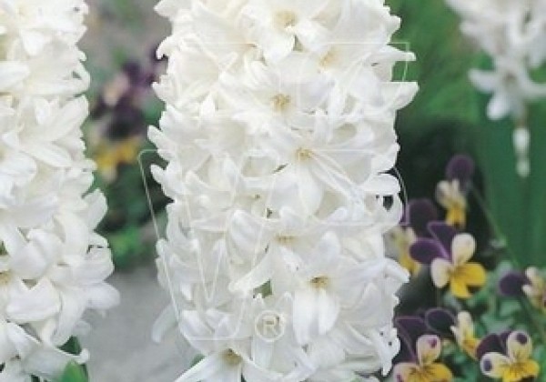 Hyacinthus orientalis White Pearl 17/18