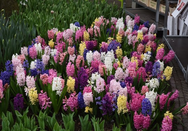Hyacinthus orientalis Hyazinthenmischung 16/17