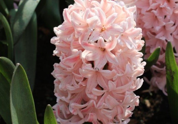 Hyacinthus orientalis Apricot Passion 16/17