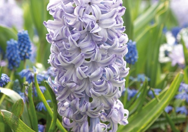 Hyacinthus orientalis Aqua 16/17