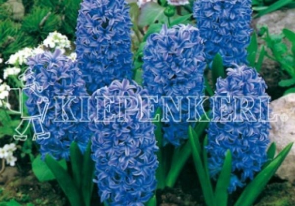Hyacinthus orientalis Blue Jacket 16/17