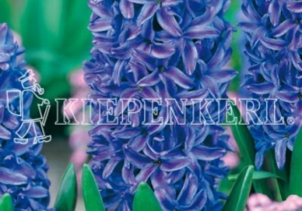 Hyacinthus orientalis Blue Pearl 16/17