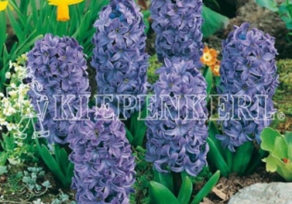 Hyacinthus orientalis Blue Star 16/17