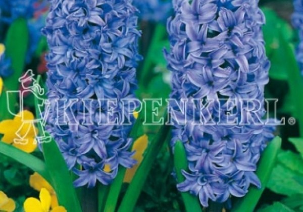 Hyacinthus orientalis Delft Blue 16/17