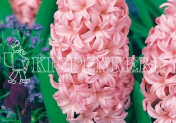 Hyacinthus orientalis Fondant 16/17