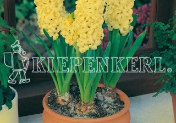 Hyacinthus orientalis Yellow Queen 17/18