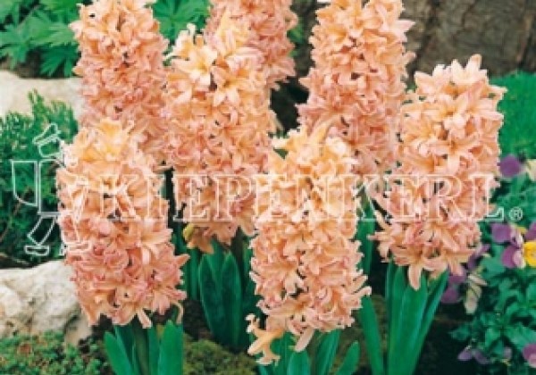 Hyacinthus orientalis Gipsy Queen 17/18