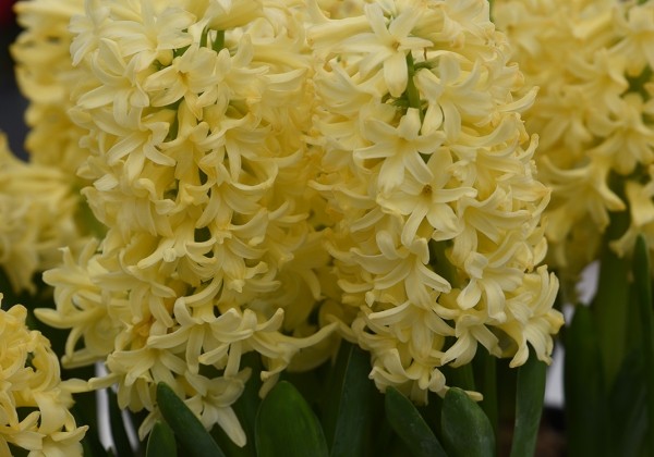 Hyacinthus orientalis Gipsy Princess 16/17