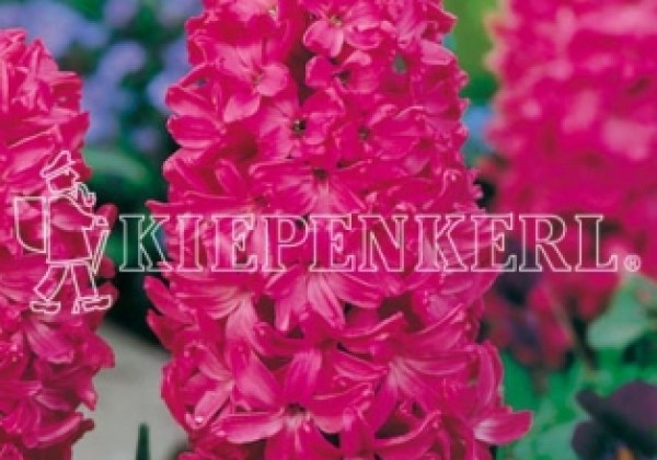 Hyacinthus orientalis Jan Bos 16/17