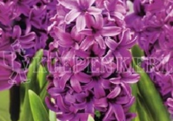 Hyacinthus orientalis Miss Saigon 17/18