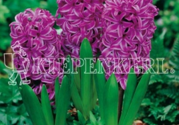 Hyacinthus orientalis Purple Sensation 17/18