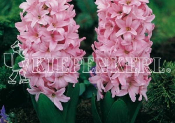 Hyacinthus orientalis Pink Surprise 16/17