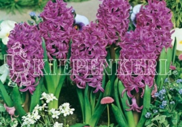 Hyacinthus orientalis Splendid Cornelia 16/17