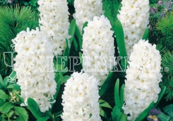 Hyacinthus orientalis Top White 16/17