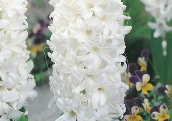 Hyacinthus orientalis White Pearl 16/17