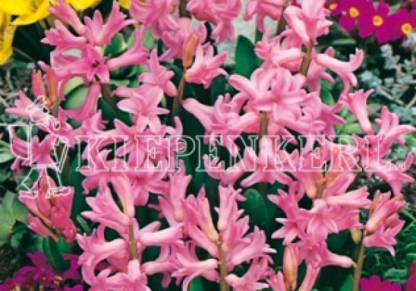 Hyacinthus multiflora Rosa