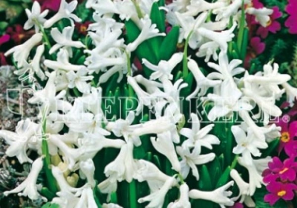 Hyacinthus multiflora Weiss