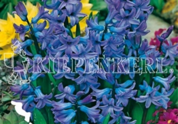 Hyacinthus multiflora Blau