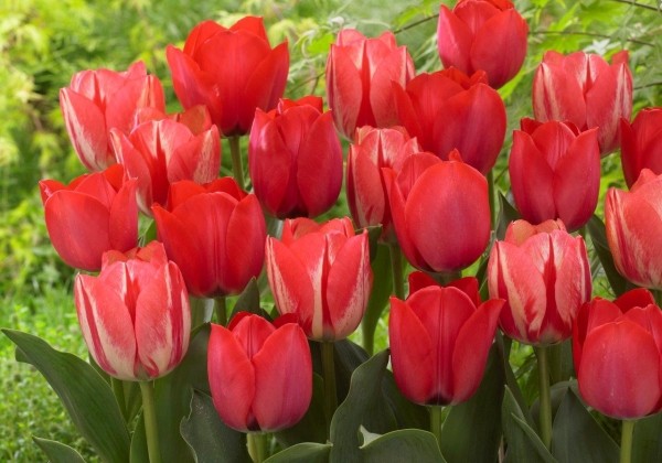 Combinations Springbreak Mix