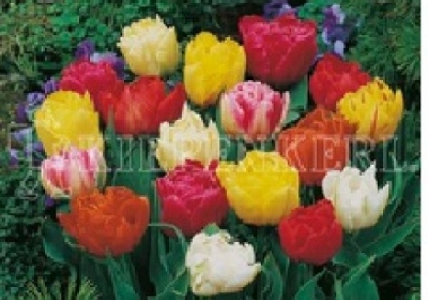 Tulipa, agra, pild. z. Mischung 11/12