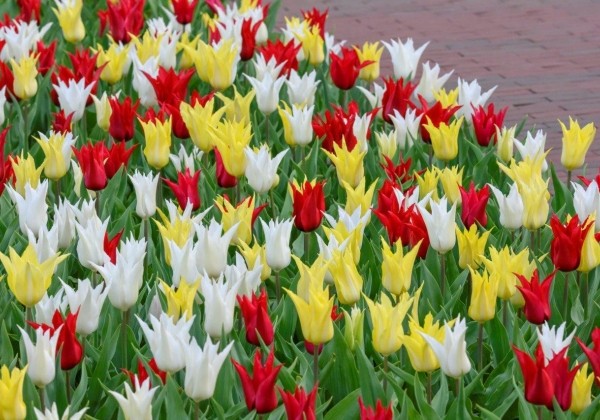 Combinations Lilienblutige Tulpen Chic-Mischung