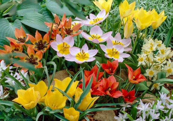 Tulipa Wildtulpenmischung
