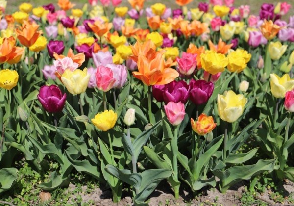 Combinations Long Time Fashion Mix