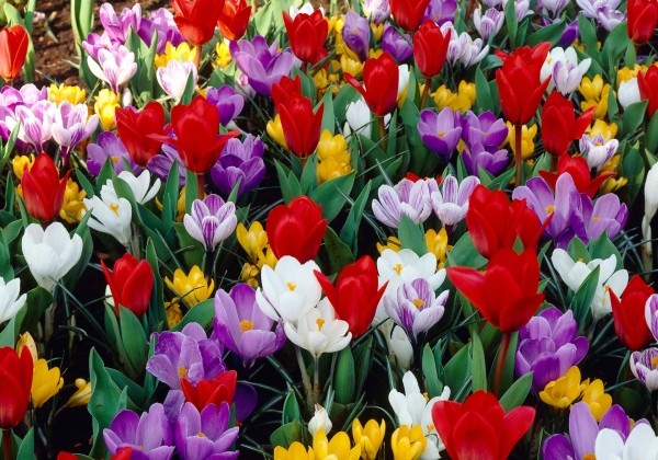 Combinations Farbenpracht im Fruhling