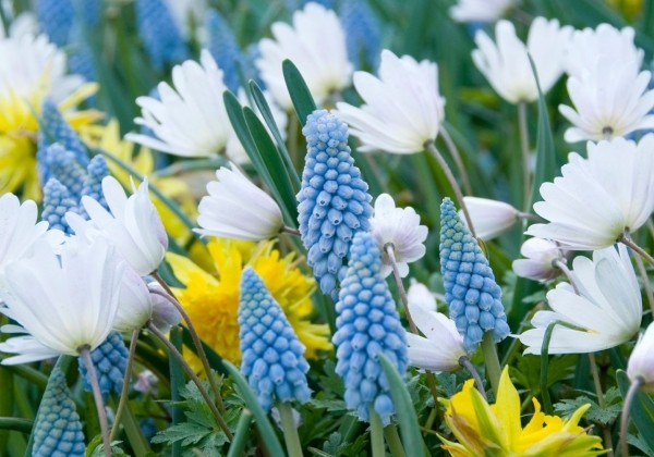 Combinations Fruhlingmischung in Blau, Weis, Gelb
