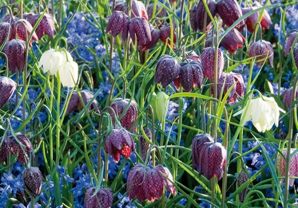 Combinations Naturgarten