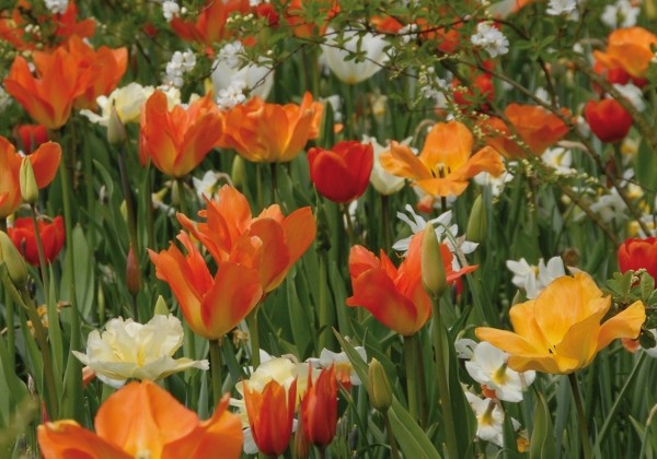 Combinations Sonnenaufgang im Fruhling